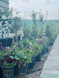 أشجار متنوعة • ثيل هندي • تجهيز حدائق