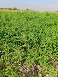 ١٥دونم • سيسبان • الزبيديه أم سنيم