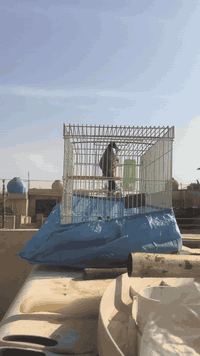 بلبل • فحل وحشي • بغداد الشعب