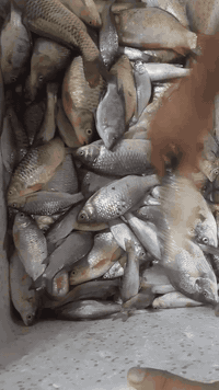 يا الله علئ بركت الله وجبه جديده خير من الله 
زوري 
شأنك 
كارب 
كطان وشبوط 
سمتي 
حمري 
غريبه خشنه
كله صيد جديد 
مكان بغداد الراشديه مقابل لكهرباء 
***********
