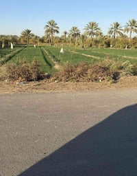 بغداد الراشدية ثلاث3 دوانم   السعر الدونم واحد سعرها75بية مجال واجها50...