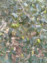 تطعيم • تفاحي • زيتوني