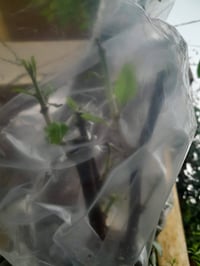 تطعيم كافه انواع السدر ( النبك)  ٠٧٨٢١٥٠٢٠٤٥