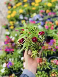 مشتل المقتم • نباتات خارجية • توصيل