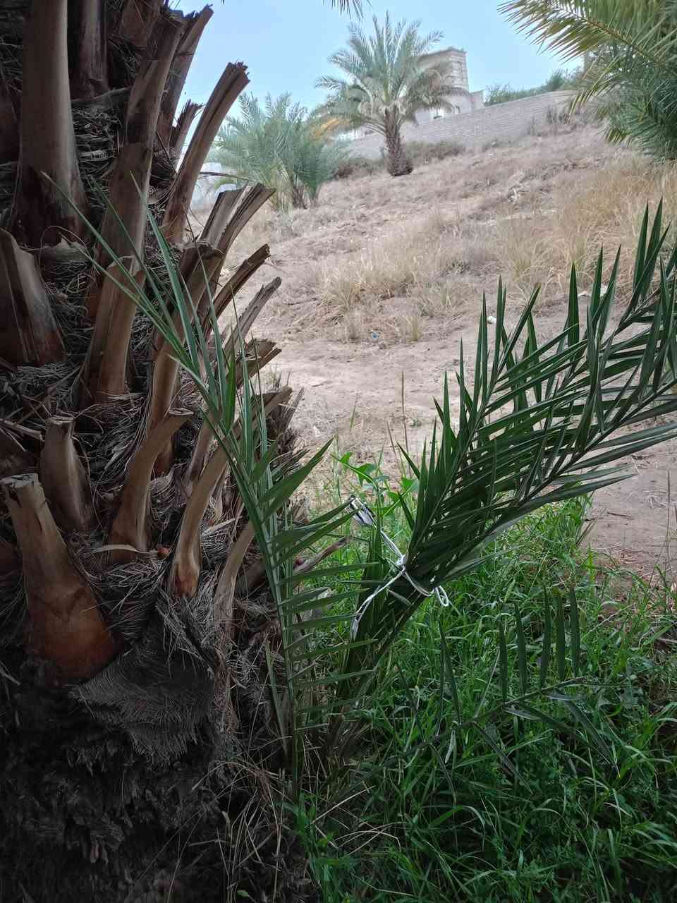 سلام عليكم فسائل نخل للبيع السعر الفسيل 25الف عندي مكتوم نيرسي شويثي خستاوي مكاني كرنه ***********
