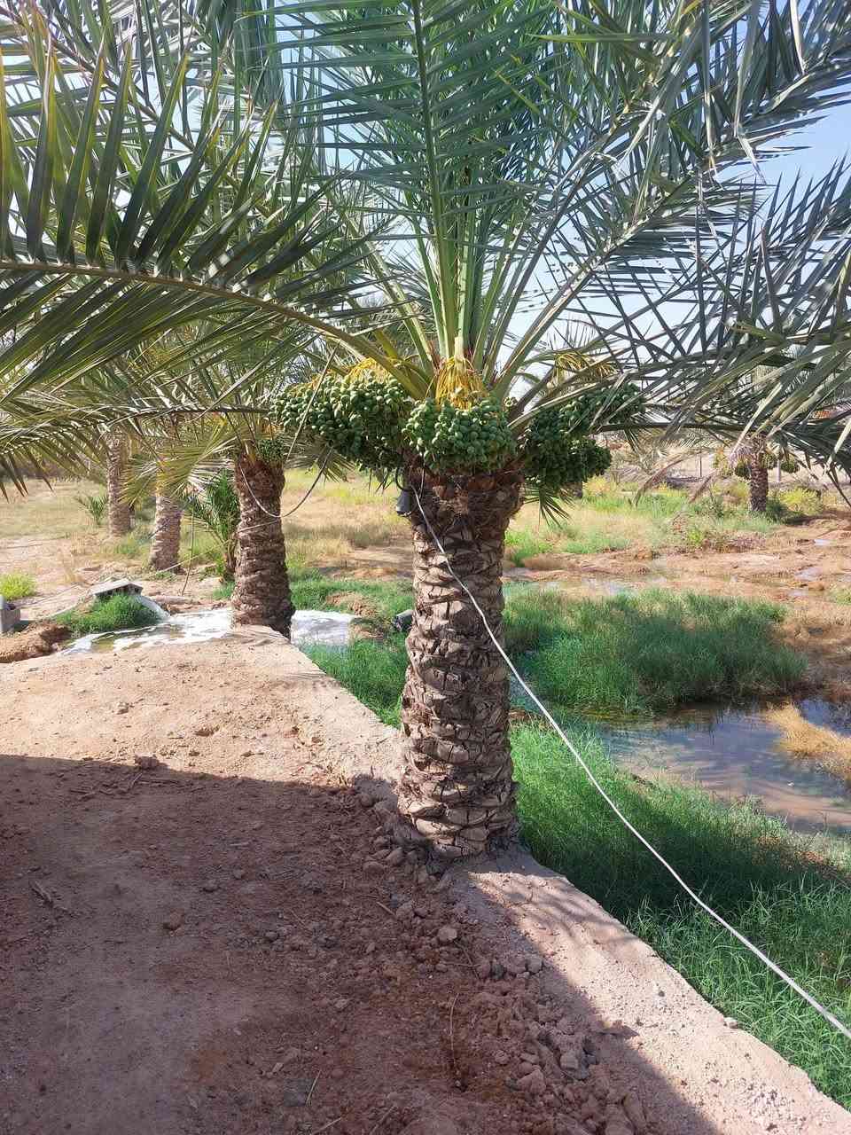 مزرعة للبيع فقط لا مراوس ولا اقساط في النجف    السعر ٨٩ مليون 
المساحة ٢ دونم و٤٠٠ متر 
تحتوي على دار بناء جديد مساحة البناء ٣٥٠ متر مشمول بالتطويب على قرار ٣٢٠
تحتوي على ١٨٠ نخلة حمالة واشجار ضليه وبير ماء ارتوازي مسيجة بي ار سي 
تتوفر كافة الخدمات كهرباء ماء اساله خط مولده مدارس ابتدائية ومتوسطة واسواق تصلح للسكن 
العنوان النجف الاشرف المناذرة عمود ٨٠ قرب جسر المشات للإستفسار اتصل 
***********
