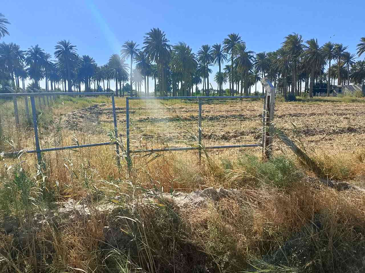 سلام عليكم يوجد أرض زراعيه المساحة لبيع 5دونم العنوان كوت اليوسفيه للاستفسار الاتصال ***********
