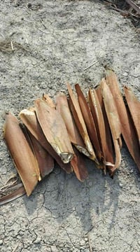 كوخ نخيل • متوفر • حديقة