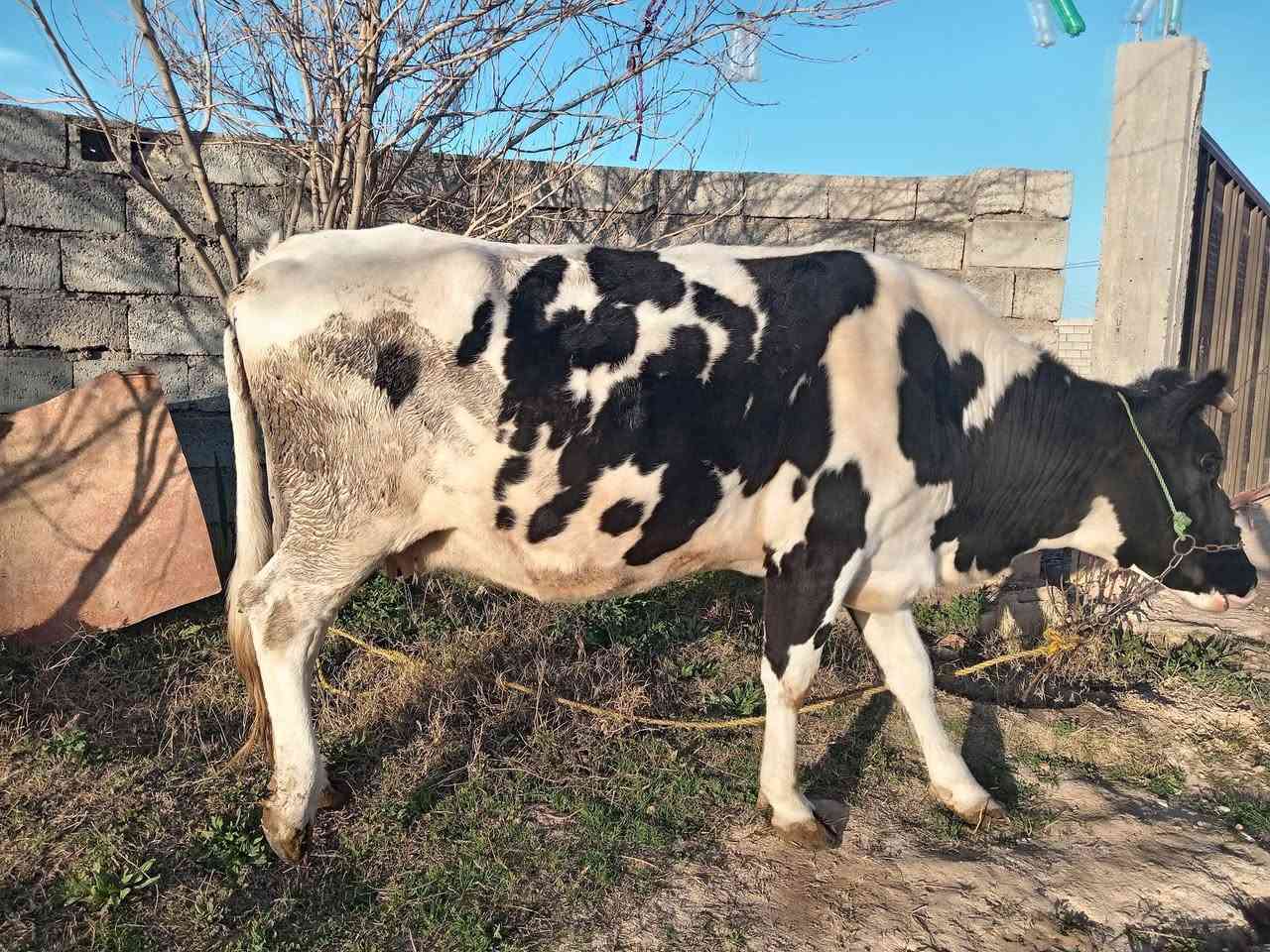 السلام عليكم يوجد هايشه للبيع للاستفسار الاتصال على الرقم ***********
