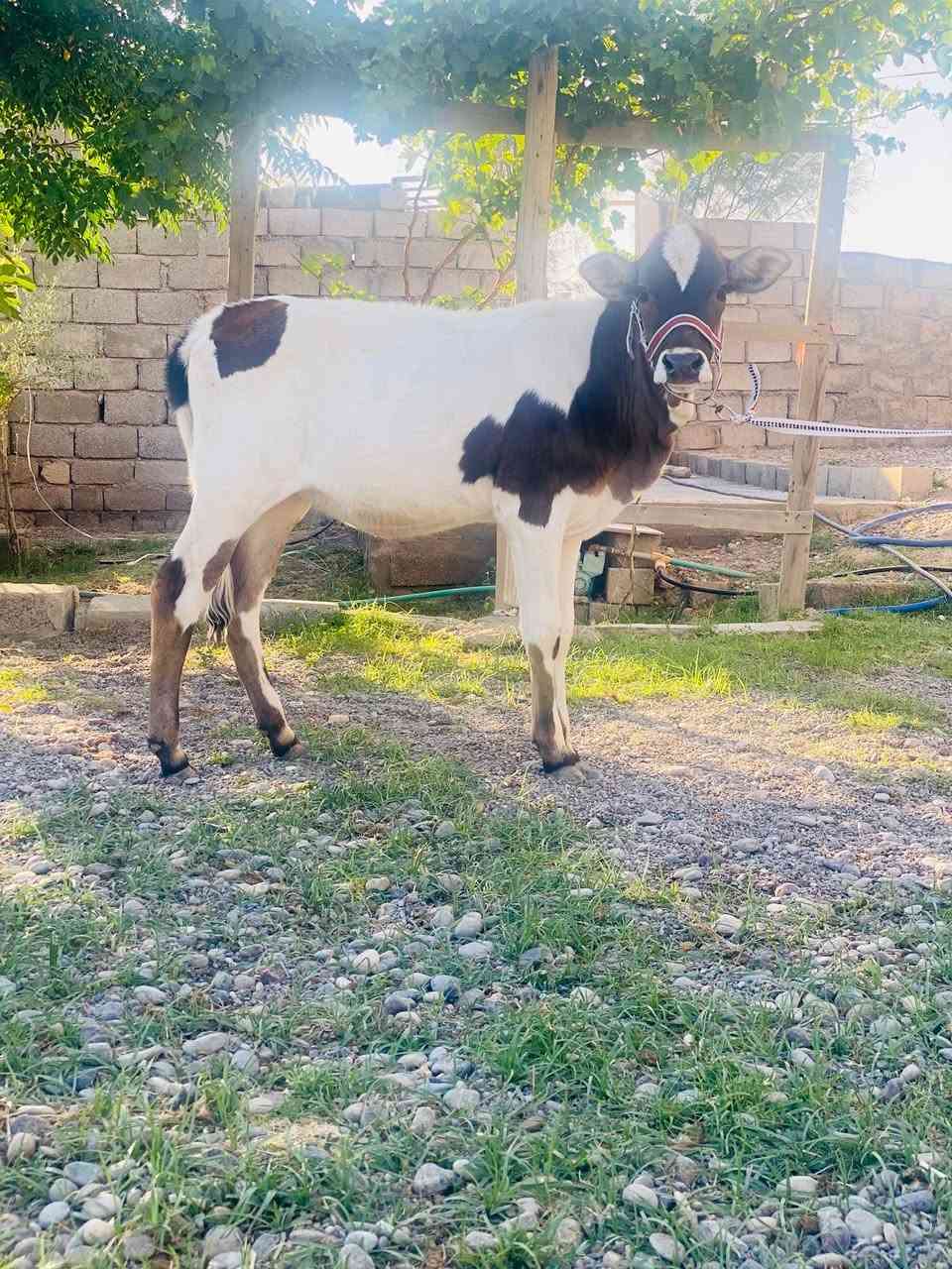 السلام عليكم بچر جنس درجه اولى حلوه ونظيفه مالت جنيه وترهم ربط المكان الشرگاط سعرها مناسب الشراي يتصل ويدلل ***********
