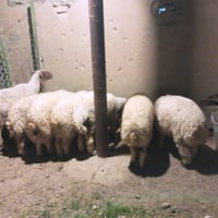 ٦ طليان • نعجة • بيها مجال