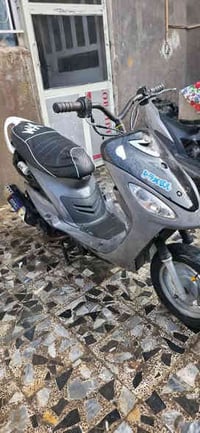 ماكس منغولي • ميسان مغربة • أوراق كاملة