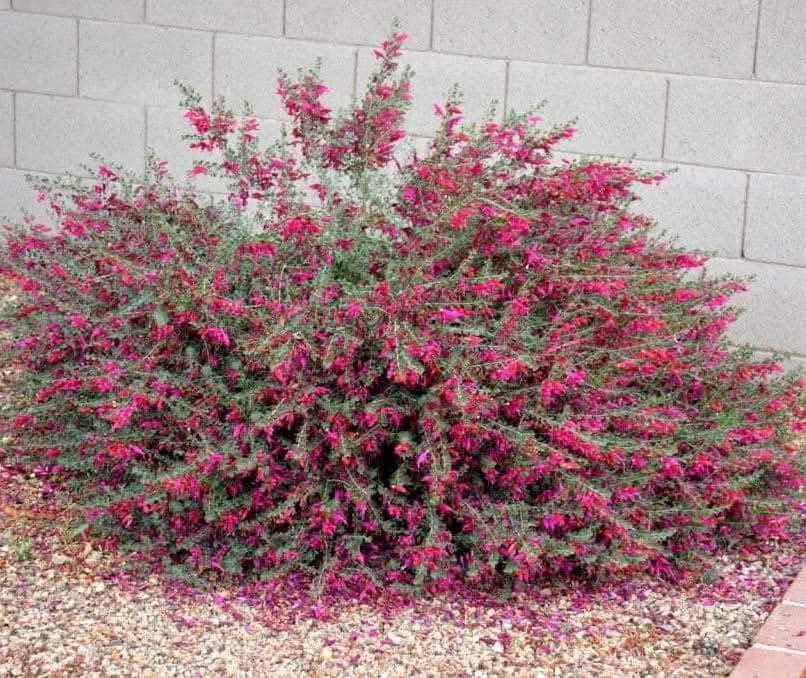 مشتل بيروميا  🌿
توفرت شتلات الفوشيا الأسترالية 🌺🔥
Eremophila decipiens
💰 السعر: 10 آلاف
📏 الارتفاع: من 70 إلى 85 سم تقريباً
🚚 التوصيل: متوفر لجميع محافظات العراق

✨ المواصفات:
✔ أزهار أنبوبية مذهلة بألوان متدرجة بين الأصفر والبرتقالي والأحمر 🔥
✔ شجيرة دائمة الخضرة وكثيفة النمو
✔ تتحمل الحرارة والجفاف بشكل ممتاز
✔ تتحمل الصقيع الخفيف
✔ تزهر بالصيف بشكل غزير وجذاب
✔ مناسبة للحدائق المنزلية والأصص والتنسيق الخارجي

🌱 الفوائد:
من أقوى النباتات المتحملة للظروف القاسية، سريعة النمو، قليلة الصيانة، وتجذب النحل والطيور النافعة. تعتبر بديل ممتاز وأكثر جمالاً من نباتات التحديد التقليدية مثل حارس تكساس.

📞 للطلب والاستفسار: ***********
🔥 نبات فاخر… تزهير ناري… وجمال يميز حديقتك.
