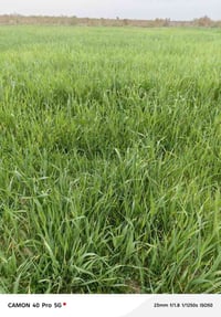 الأحرار صدر حوار • ٢٢ دونم • جاير