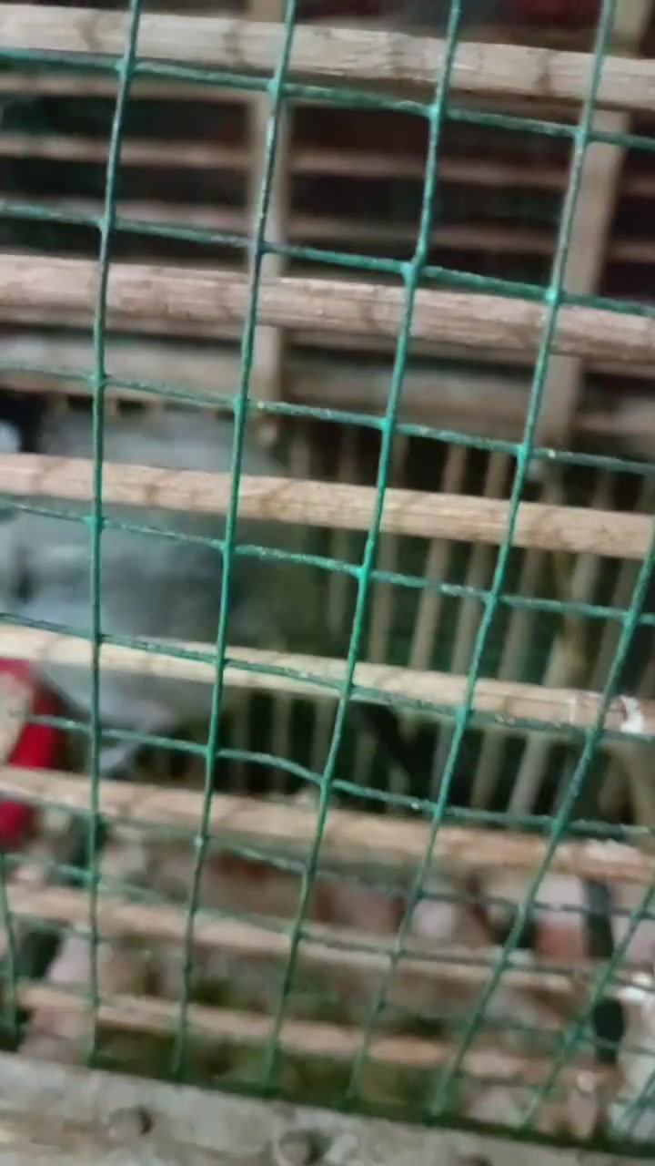للبيع بلبل مكروض ربه في قضاء المدينه ***********
