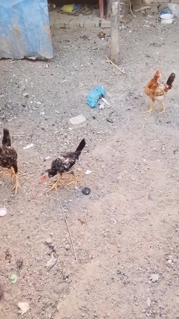 سلام عليكم متاح س زوج ١٥ مكان اليوسفية خاص  مموجود ***********   ***********
