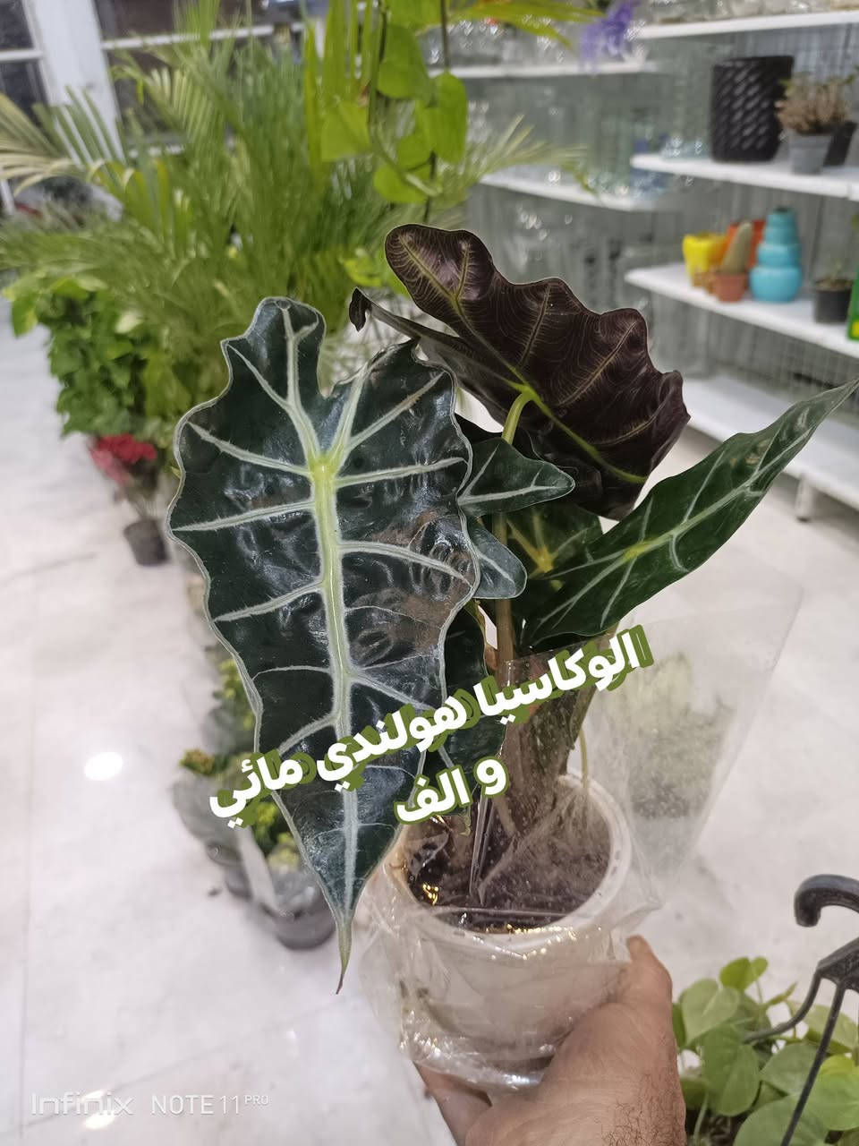 الانبار الرمادي العزيزية من جهة شارع العام  شارع ميسلون اول فرع على اليمين محل داخل الفرع  *********** ... يوجد توصيل داخل الرمادي. @الجميع
