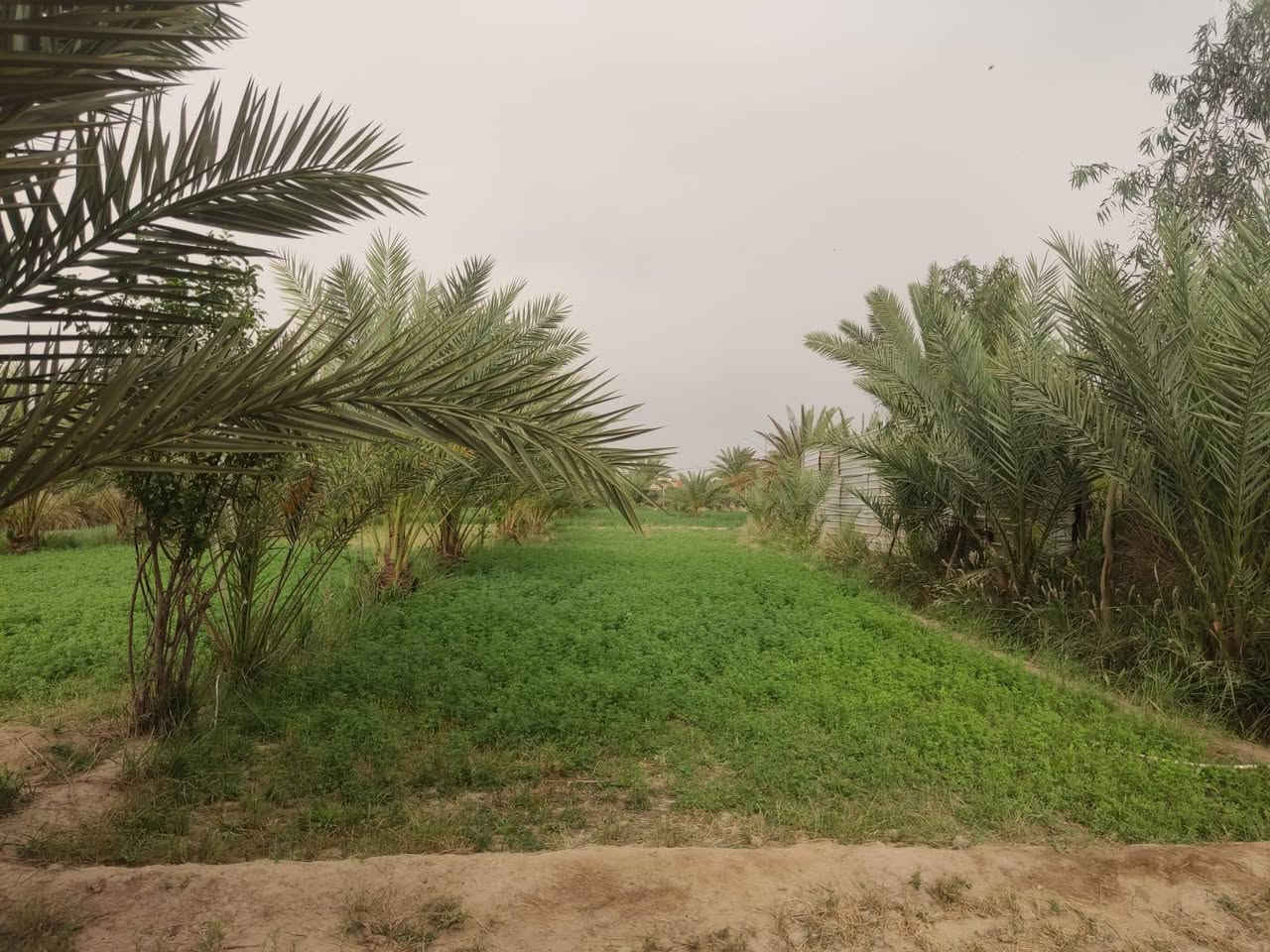#مزرعة_مع_دار طابقين للبيع 🌴🏡 📐 المساحة: دونم ونصف 
📍 الموقع: الديوانية – طريق الدغارة – نزلة النبي شعيب
يبعد عن الشارع الرئيسي حوالي 600 متر
الطريق تبليط لحد الموقع

🏠 مساحة البناء: 200 متر 
▪️السند:-زراعي 25 مداور مباشر 
📏 أساس البيت: 60 × 40

🔹 تفاصيل الدار:

* طابقين كونكريت
* استقبال كبير 10×5 متر
* 6 غرف نوم
* مطبخ عدد 2
* مطبخ فوق حار وبارد
* مطبخ جوه حار وبارد
* مجمع صحي خارج البيت
* داخل الصالة حمامين + تواليت عدد 2

🌴 المزرعة تحتوي على:

* حوالي 200 نخلة
* أشجار فواكه متنوعة:
    * رمان
    * تين
    * زيتون
    * تفاح
    * عرموط

💧 ماء إسالة متوفر
⚡ الكهرباء متوفرة
✅ كلشي جاهز للسكن والزراعة
🔨 توجد بعض النواقص بالبناء والبيت غير مكمل بالكامل 

للأستفسار الاتصال على الرقم ***********

