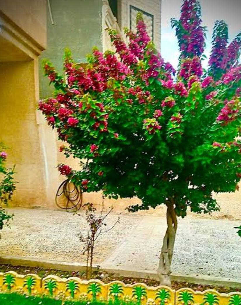 #جهنمي_قزمي_ستاند 🥰🌹🥰

العنوان/ خانقين شارع المستودع مقابل مشروع الماء 

توجد خدمة توصيل داخل خانقين 🚕🚕🚕


**إذا كنت صاحب هذا الإعلان وتريد حذفه لأي سبب، رجاءا أرسل رسالة إلى الدعم الفني**