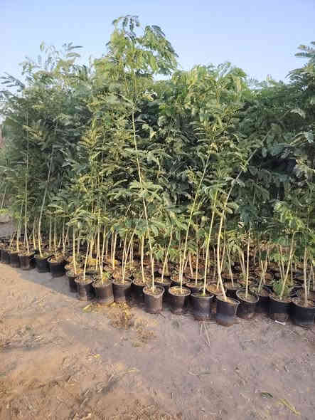 السلام عليكم
متوفر البيزيه خشنه درجه اولى الاستفسار اتصل على الرقم 
***********....... جملة فقط
