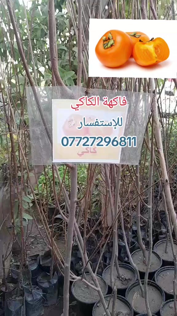 أقوى شتلات الكاكي المثمرة! 🍊
​فرصة لأصحاب المزارع والمشاريع الزراعية؛ شتلات كاكي منتقاة، قوية الجذور، وعالية الإنتاجية. جاهزة للغرس والإنتاج الوفير.
​📍 الموقع: بغداد _ الكريعات 
​📞 للحجز والاستفسار:  ***********
​#كاكي #مزارع #شتلات #زراعة #إنتاج_زراعي #بيع_أشجار 
#مشتل_حجي_لؤي
