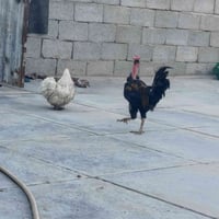 دجاج كوجي • بشّات كبار • ملقحات