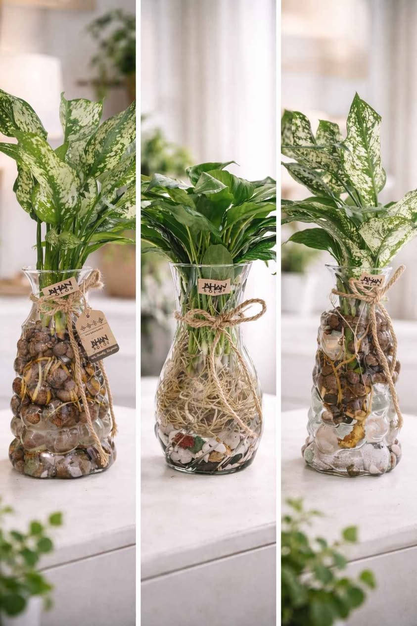 فازة مع النبات طبيعي من اختياركم مع حصى زينه ٨٠٠٠
توصيل بغداد فقط بغداد, العراق


**إذا كنت صاحب هذا الإعلان وتريد حذفه لأي سبب، رجاءا أرسل رسالة إلى الدعم الفني**