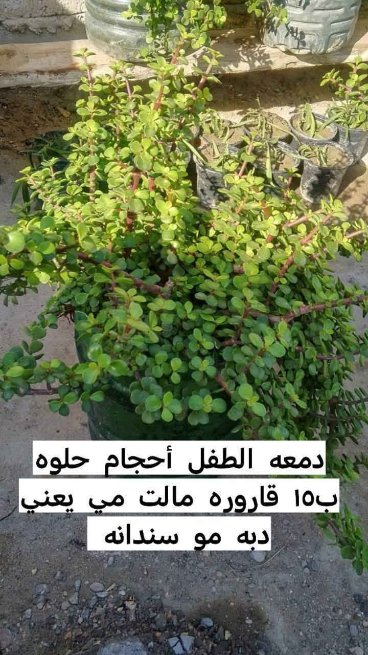 السلام عليكم رجعنه من جديد دمعه الطفل أحجام حلوه دبه مو سندانه الزوج ب٣٠ الوحد ب١٥ يوجد لدينا توصيل داخل بغداد بعض المناطق 🚘🌿🚘🚘🚘🚘🌿


**إذا كنت صاحب هذا الإعلان وتريد حذفه لأي سبب، رجاءا أرسل رسالة إلى الدعم الفني**