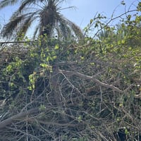 حطب سدر • حطب زيتون • سماوه سوير