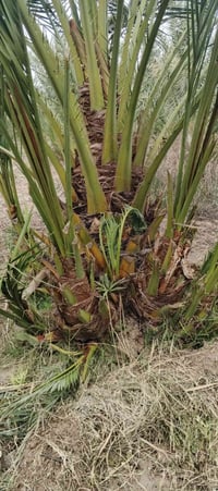 فسيل برحي • عدد مفتوح • مزهر تاجي