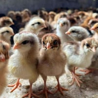 افراخ عرب اصلي • ٥ أيام • سامراء الطيبوب