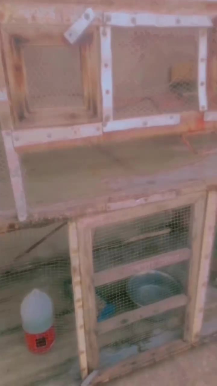 قفص لبيع رتفاع متر ونص ولعرض مترين


**إذا كنت صاحب هذا الإعلان وتريد حذفه لأي سبب، رجاءا أرسل رسالة إلى الدعم الفني**