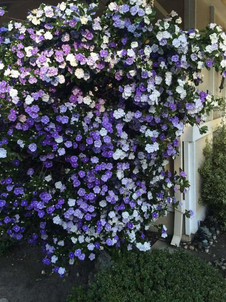السلام عليكم متابعينا 🤍.
نعلن عن توفر  شتلات جديده من  شجرة اليوم والأمس والغد  🌸🍂🍂

ارتفاع ٥٠ الي ٦٠ سم  تقريباً ✨
السعر ١٥ الف فقط🔥

نبتة نادرة جدًا وفاخرة للغاية، تُلقّب بـ شجرة اليوم والأمس والغد لأن أزهارها تمرّ بثلاث مراحل لون ساحرة خلال أيام قليلة — تبدأ بنفسجية غامقة، ثم بنفسجية فاتحة، وأخيرًا بيضاء ناصعة 

 المواصفات:
شجيرة مزهرة نادرة وفخمة المنظر.
أزهارها عطرة وتزهر لفترات طويلة جدًا.
أوراقها خضراء لامعة تضيف جمالية استثنائية للمكان.

 التحمل والعناية:
تحب الضوء الساطع غير المباشره
سقي معتدل وتربة جيدة التصريف.
تُحافظ على نضارتها بالأجواء المعتدلة وتُحمى من الحر والبرد الشديد.

الفوائد والمميزات:
تضيف لمسة راقية وملوكية للمنازل والحدائق.
تصلح للزراعة بالأصص أو الأرض مباشرة.
من أندر النباتات المزهرة بالعراق، واللي يمتلكها يُعتبر عنده قطعة فنية حقيقية.

📍 العنوان: بابل/ محاويل.
📍 متوفر توصيل لجميع محافظات العراق 🚗🚗 
📍 للحجز والاستفسار يرجى مراسله الصفحه او مراسلتنا على واتساب من خلال الرقم:
***********
