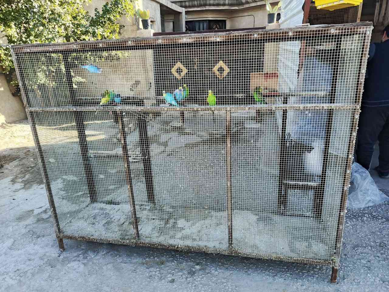 قفص حديد نضيف كلش ارتفاع 170 وطول مترتين مع طيور حب ست ازواج وتك مكان المحاويل حي ابو زديره الشراي يرسلني او يتصل ***********
