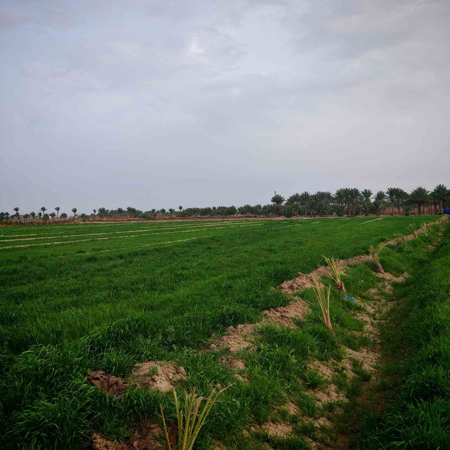 السلام عليكم ورحمه الله
يوجد ارض زراعيه للبيع 
سند 25 
30دونم  
يوجد بها جميع انواع النخيل 
مزروعه جت   
ويتوفر بها كهرباء .  ماء اسأله .كهرباء .ما سقي  
العنوان..... ديوانيه قضاء الدغاره  .. صدر الدغاره 
                                                                        الاتصال على الرقم او مراسلتنا على الخاص  
***********
