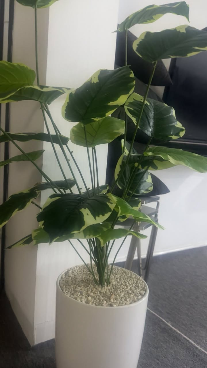 هه ردوكي 25 هه ولير


**إذا كنت صاحب هذا الإعلان وتريد حذفه لأي سبب، رجاءا أرسل رسالة إلى الدعم الفني**