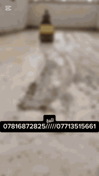 حادله واكر الماني
وزن 2.5طن
طنين ونص
عرض الروله 90سنتمتر 
محرك كامه كاز 13حصان
باتري جديد
هزاز فول 
جاهزه للعمل  شرط الشغل 
موقعنا واسط الكوت مركز المدينه الحي الصناعي للستفسار اكثر اتصل او واتساب وبيك خير وتدلل ***********/////***********
