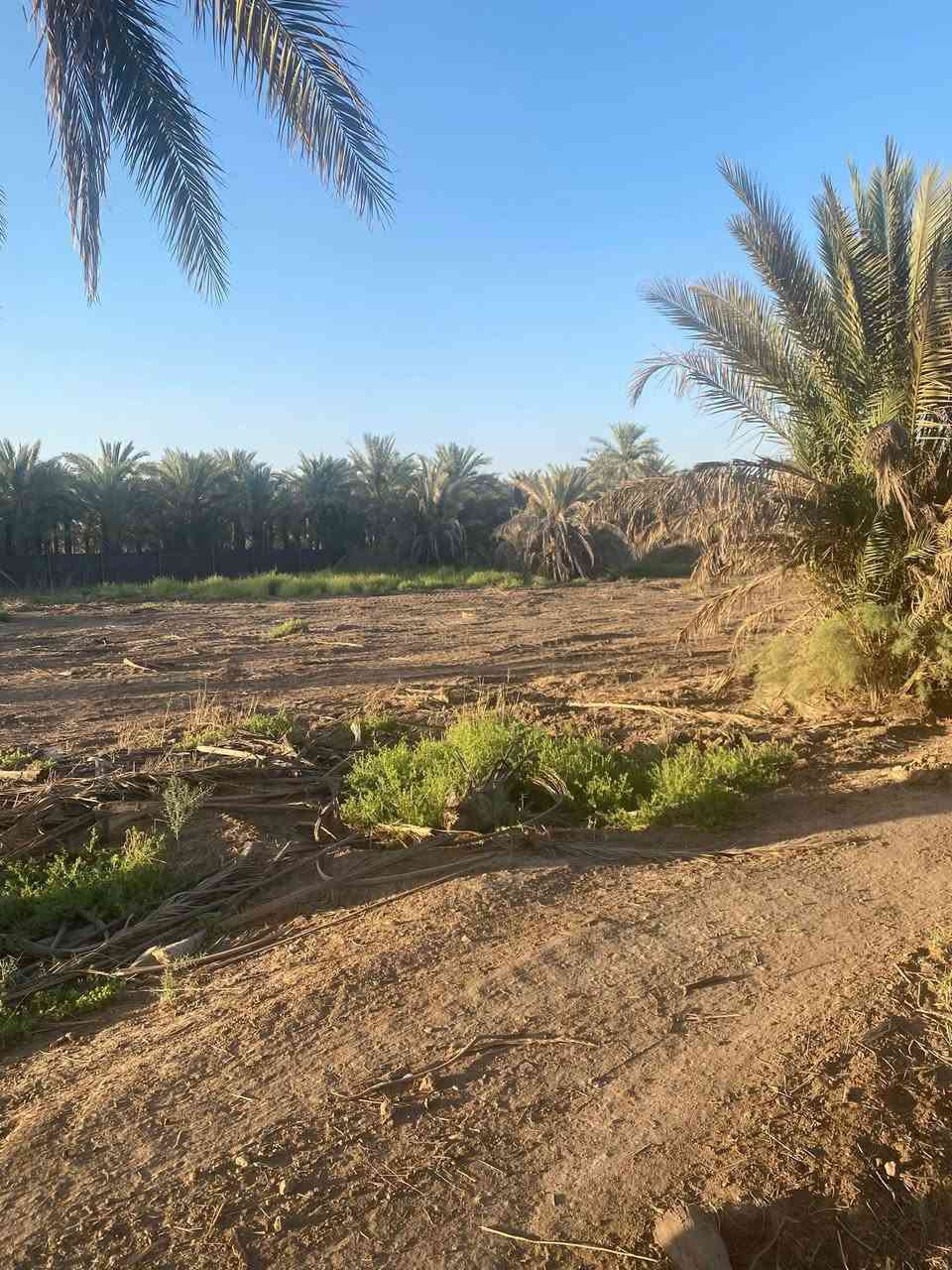 سلام عليكم 5 دونم واقع حال اكثر من 6 دونم 
العنوان بغداد الراشديه حي المهندسين 
5 دونم سند تحويل مباشر ثاني يوم تفتح بيان 
خدمات كامله ماء كهرباء صايره عله شارعين امامي خلفي الارض جدا ممتازه وموقعه كلش حلو 
ترهم سكن او شاليهات او مزارع منتجه 
كافه انواع النخيل متوفر بيه 
السعر جدا مناسب 
للاستفسار *********** 
متوفر واتساب ايضا
