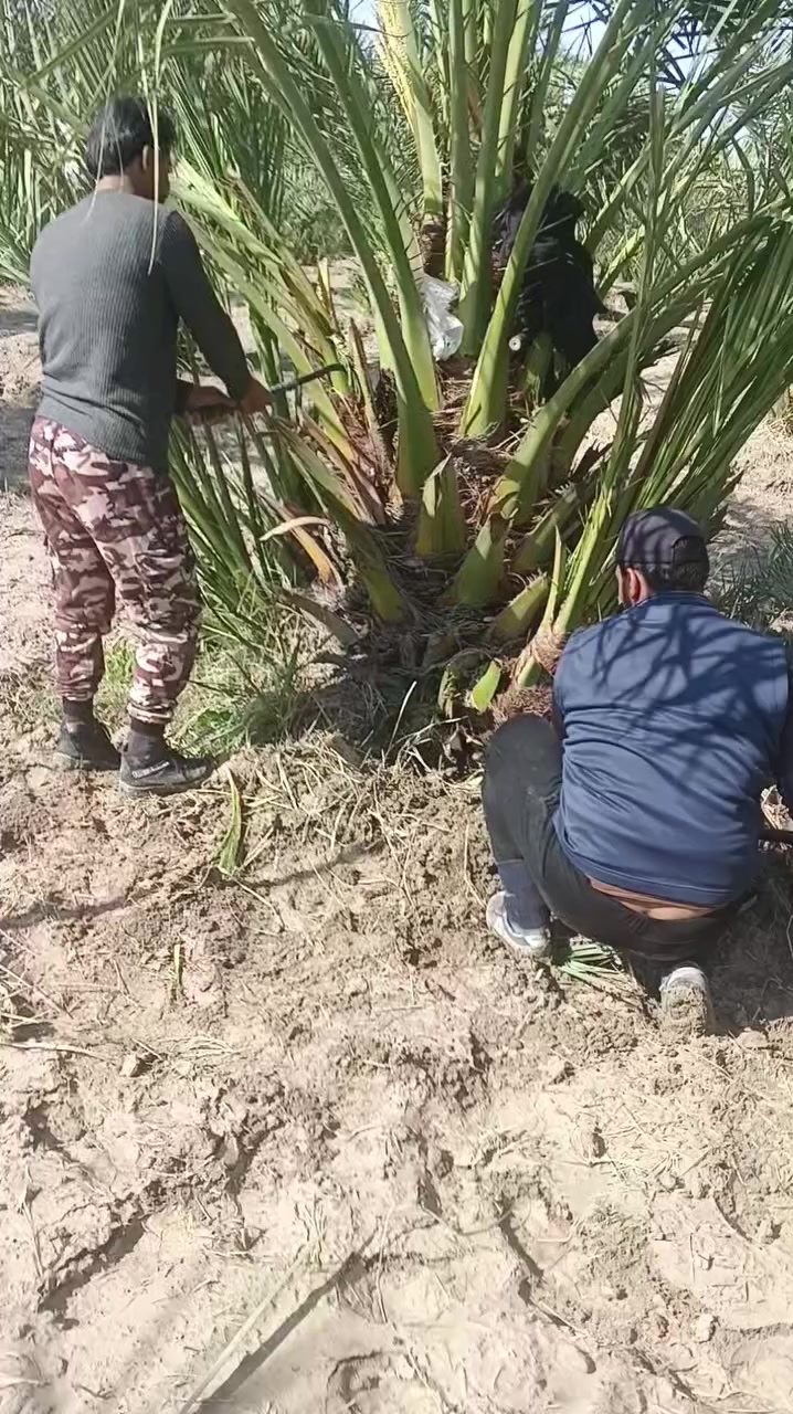 سلام عليكم فسيل برحي للبيع عدد مفتوح سعر فسيل 225 قفل


**إذا كنت صاحب هذا الإعلان وتريد حذفه لأي سبب، رجاءا أرسل رسالة إلى الدعم الفني**