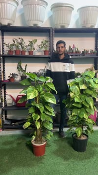 النجف • نباتات