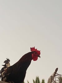ديج • ديك • دجاج • للبيع • حيوانات • طيور