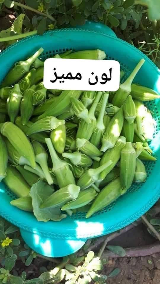 توجد لدينا بذور باميه فرنسيه الاربعينيه متعهده شرط التعهد والإنتاج لون فاتح للثمر علوها شبر تنتج للإستفسار ***********
