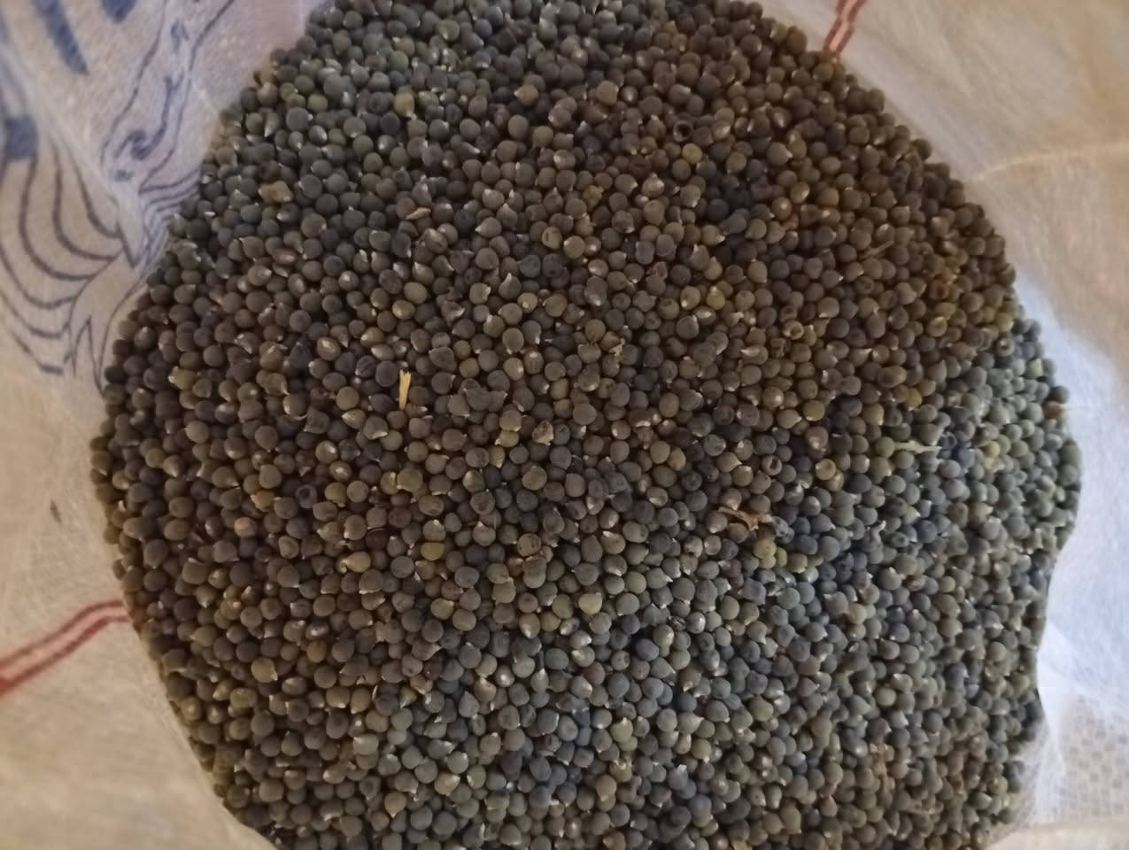 السلام وعليكم ورحمه الله وبركاته
يوجد لدينا بذور بانيه درجه اولى ناصيه وتحوي ماتعله هواية اغلب حملها من فوك ورق مشرح توصيل ماعندي العنوان بابل ***********
