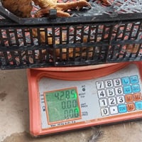 دووکەڵشیر زۆر جوان کیشی 4کیلوو ڕووعبیک ژم 07722177694