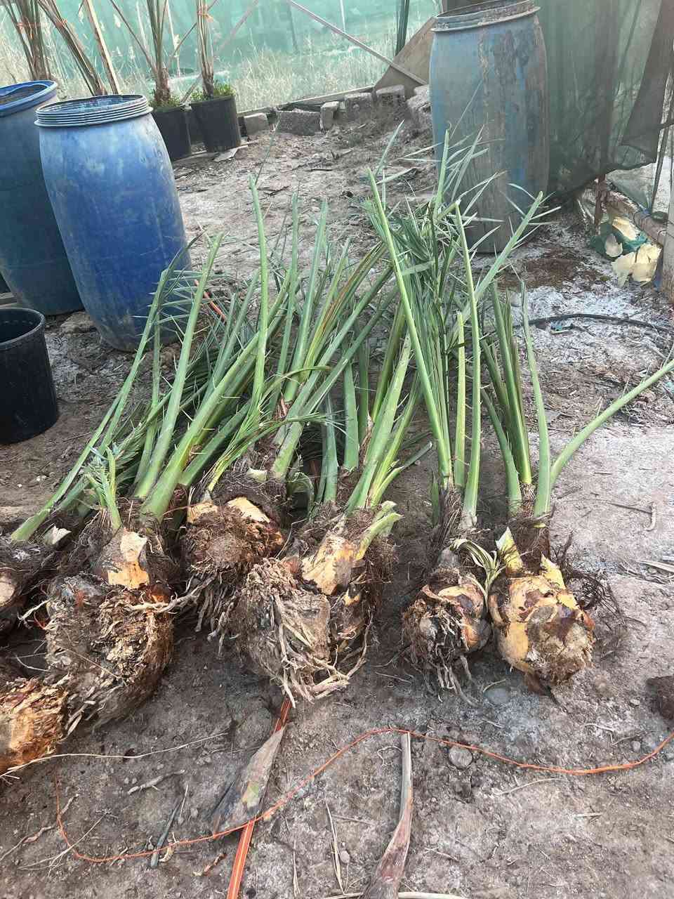 السلام عليكم
تتوفر لدينا فسائل برحي قلع للبيع
للاستفسار الاتصال على الرقم‏ ‪+964 783 499 4275‬‏ البصرة السيبة


**إذا كنت صاحب هذا الإعلان وتريد حذفه لأي سبب، رجاءا أرسل رسالة إلى الدعم الفني**