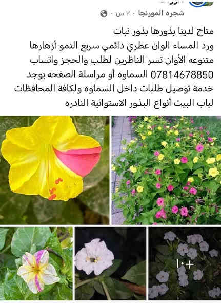 متاح لدينا بذورها بذور نبات ورد المساء الوان عطري دائمي سريع النمو أزهارها متنوعه الأوان لطلب والحجز واتساب *********** السماوه أو مراسلة الصفحه يوجد خدمة توصيل طلبات داخل السماوه ولكافة المحافظات لباب البيت أنواع البذور الاستوائية النادره
