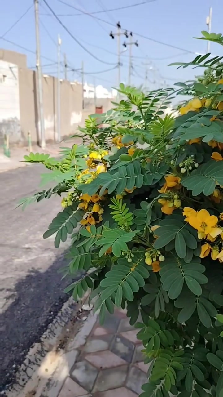 📢 للبيع بيت في حي الجوادين محجوز مبلغ بسيط ع مصرف العقار
🏠 الموقع: حي الجوادين
📐 المساحة: 135 متر
🔹 التفاصيل:
غرفة كبيرة (6)امتار
صالة (5) امتار مع منور 
مطبخ(6)امتار

البيت كامل من حيث البناء والخدمات تبليط مجاري  كلشي كامل 
***********
