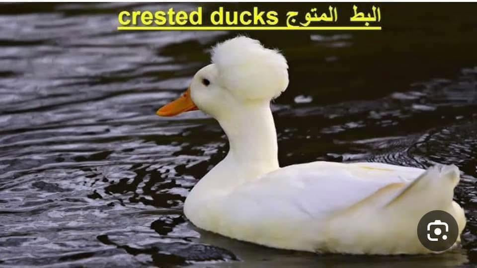 متاح 2 نثايه وفحل ***********
العنوان بابل جبله الرقم بي واتساب
