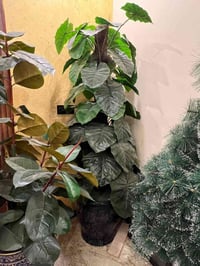 نبتتين صناعية • قابل تفاوض • حي اور