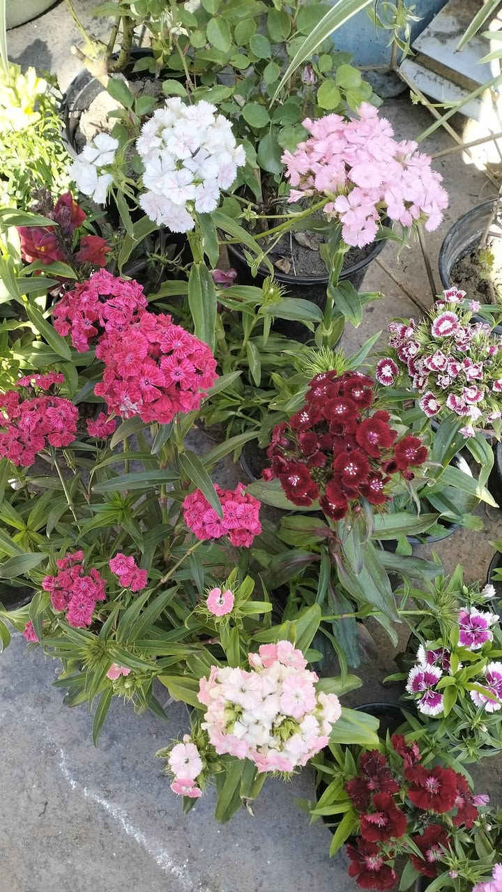 سلام عليكم
وصول وجبة جديدة من النباتات الشمسية..
العنوان التاجي منطقة حي الحسن العسكري قريب على الجامع الامام المهدي عجل الله تعالى فرجه


**إذا كنت صاحب هذا الإعلان وتريد حذفه لأي سبب، رجاءا أرسل رسالة إلى الدعم الفني**